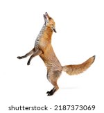 Red fox jumping looking up, two years old, isolated on white