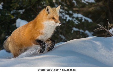 Red fox jumping in the snow.