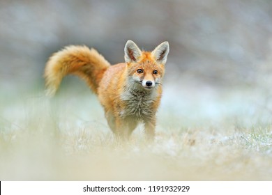 Red Fox jumping, Vulpes vulpes, wildlife scene from Europe. Orange fur coat animal in the nature habitat. Fox on the green forest meadow. First snow in the Europe.
