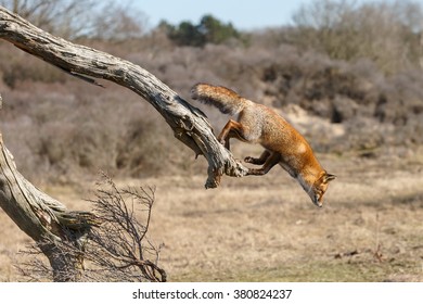 Red fox jumps of a dead tree