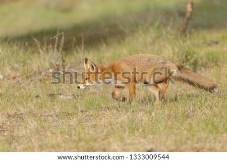 Similar – Red Fox Science & Research