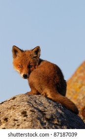 Red Fox Kit