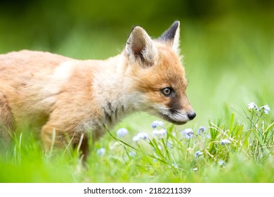 Red Fox Kit Closeup At Summer