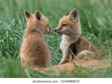 Red Fox Kit At A Den In New Jersey 