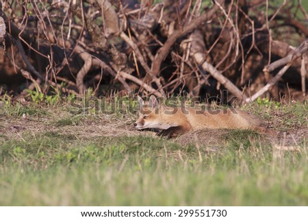 Similar – Europäischer Rotfuchs