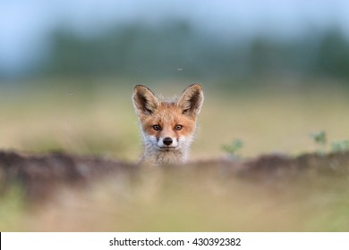 Baby Red Fox Images Stock Photos Vectors Shutterstock