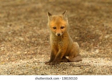 newborn fox