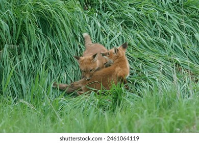Red fox kits fight, bite, and wrestle each other in the tall green grass.   They nip at each other with their sharp teeth.   - Powered by Shutterstock