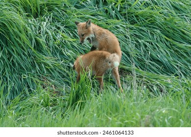 Red fox kits fight, bite, and wrestle each other in the tall green grass.   They nip at each other with their sharp teeth.   - Powered by Shutterstock