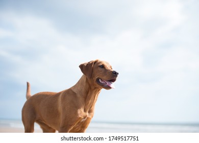 red labrador puppy pictures