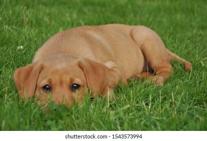 Red Fox Labrador On Grass