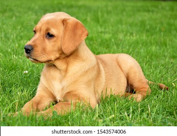 6 Fox Red Labrador Images Stock Photos Vectors Shutterstock