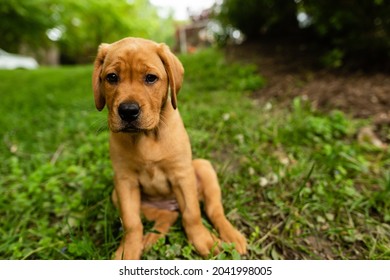 694 Red Fox Labrador Retriever Images, Stock Photos & Vectors ...