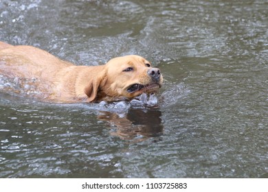 694 Red Fox Labrador Retriever Images, Stock Photos & Vectors ...