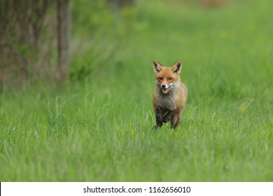 Red Fox Largest True Foxes Has Stock Photo 1162656010 | Shutterstock