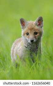 Red fox is largest of the true foxes, has the greatest geographic range of all members. Red foxes are usually together in pairs or small groups consisting of families.