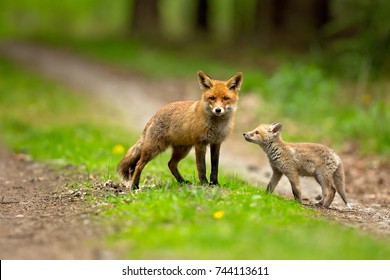 Red fox is largest of the true foxes, has the greatest geographic range of all members. Red foxes are usually together in pairs or small groups consisting of families.