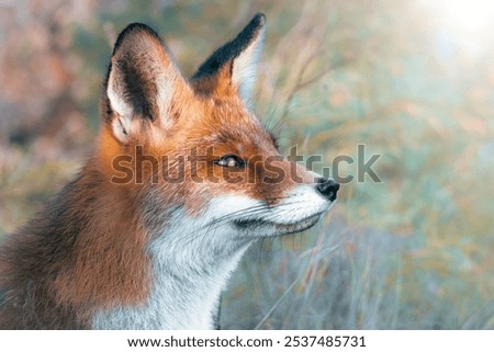 The red fox is the largest of the true foxes and one of the most widely distributed members of the order Carnivora.