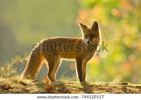Red Fox is largest of the true foxes, has the greatest geographic range of all members of the Carnivora order.The species has a long history of association with humans.