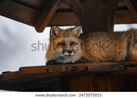 Red fox laying down in the Winter Zoo, Zakopane