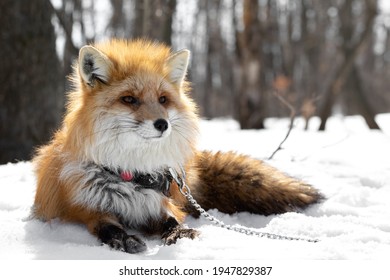 The Red Fox Lies On The Snow In The Forest In A Collar And On A Chain. Animal Abuse And Domestication. Predator On A Leash In A Natural Habitat. Domesticated Wild Animal. Exotic Pet. 