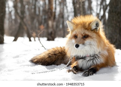 The Red Fox Lies On The Snow In The Forest In A Collar And On A Chain. Animal Abuse And Domestication. Predator On A Leash In A Natural Habitat. Domesticated Wild Animal. Exotic Pet. 