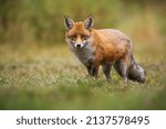 Red fox looking to the camera on green field in autumn