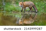 Red fox looking to the camera on flood in autumn nature