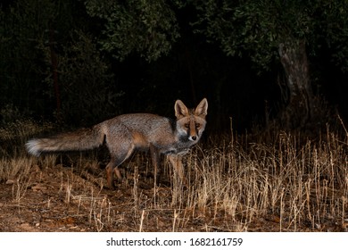 Red Fox Looking At Night