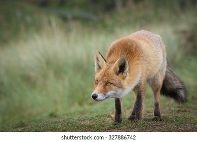 Sly Fox 图片、库存照片和矢量图 Shutterstock