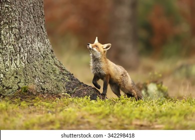 red fox looking up to tree - Shutterstock ID 342298418