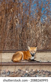 Red Fox Looks Towards Camera While Sunning Against Railroad Tracks On A Cold Winter Day.  Vertical Orientation Of Vulpes Vulpes Relaxing In The Sun, Where Man Made Rail Lines Cross Natural Habitat.