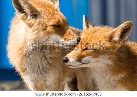 Red Fox Lovingly Caring for Her Child in A Blue Blackground 