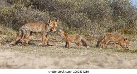 Red fox mother and child - Shutterstock ID 1060834256