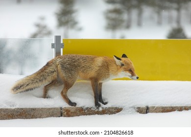 Red Fox In The Palandöken Mountain Erzurum Turkey