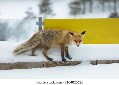 Red Fox In The Palandöken Mountain Erzurum Turkey