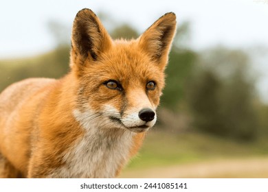 Red Fox in A National Park - Powered by Shutterstock