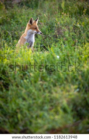 Similar – Europäischer Rotfuchs