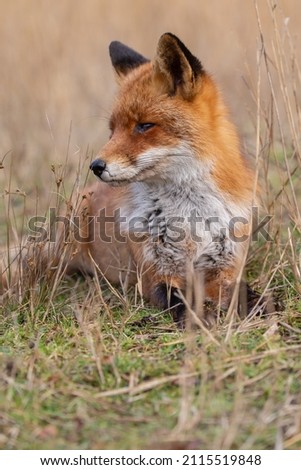 Similar – Image, Stock Photo European Red Fox