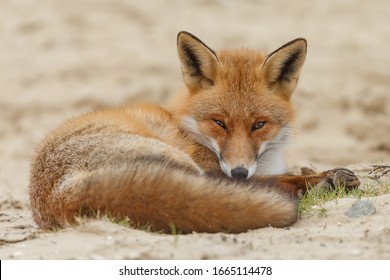 Red fox in nature on a sandy background