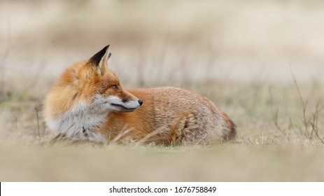 Red fox in nature on a spring day