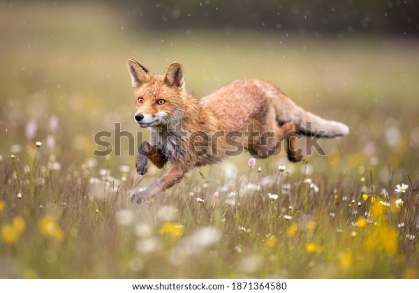 Red fox on flowers covered meadow during grey
rainy day. The wet animal among flowers and grass. is the largest
of the true foxes and one of the most widely distributed members of
the order Carnivora.