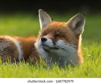 Roter Fox auf Rasen, der sich in der Sonne erwärmt