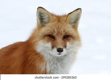 Red Fox On Snow