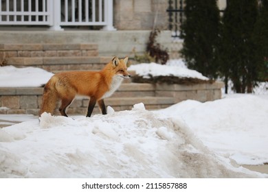 Red Fox On Snowbank In Front Of House