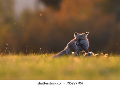 Red Fox On Sunset Eating Pheasant