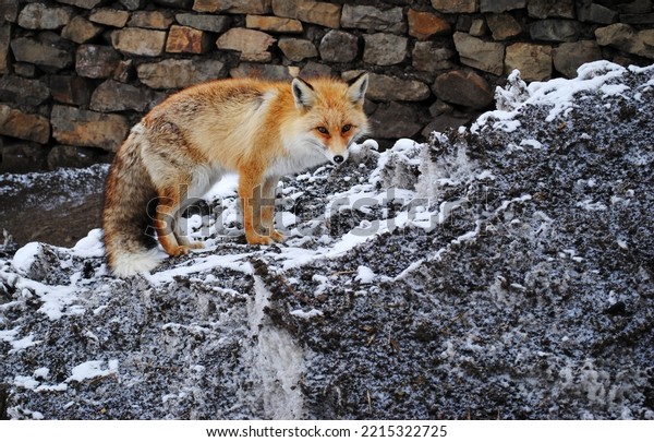 Red fox is one of\
the most common wild canid found in the mid and high altitudes,\
they are commensal species deriving benefits from their association\
with humans and settlements