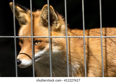 redfox shelter fox
