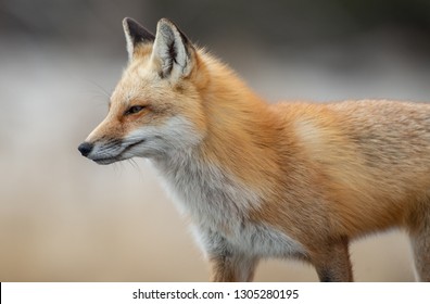 Red Fox Portrait