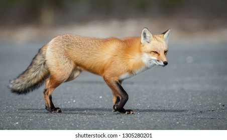 Red Fox Portrait